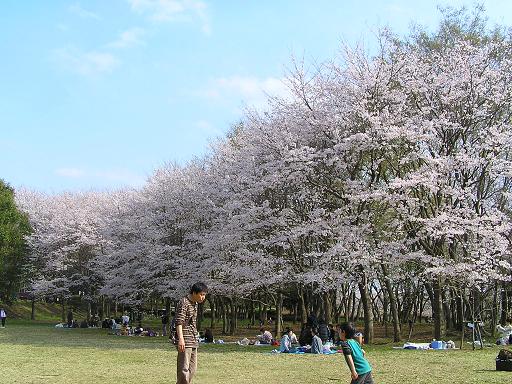 お花見広場1