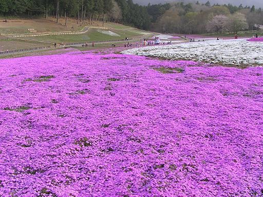 秩父18芝桜d.jpg