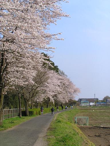 用水路桜