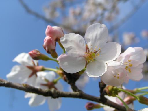 お花見広場2