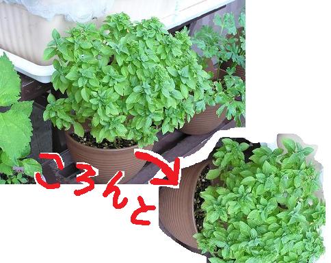 ブッシュ植え替え前.JPG