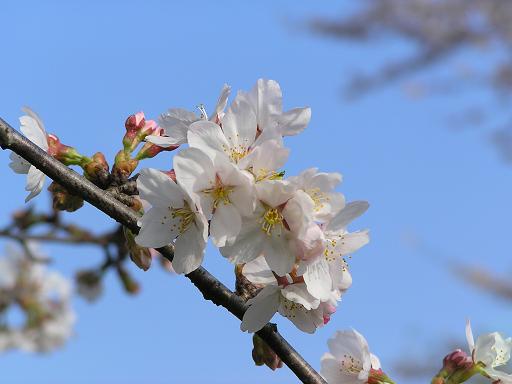 青空桜