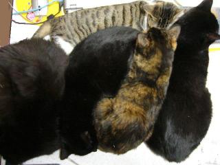 ねこやまつづき