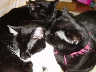 みゅう＆しゃおらん＆あん