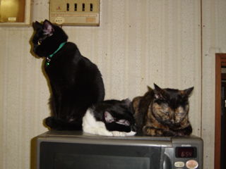 みゅう。しゃおらん、ももこレンジの上