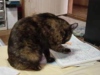 ももこーごむさわる