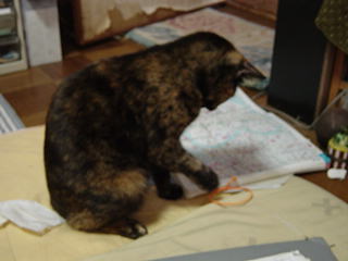 ももこーゴム触る2