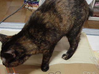 ももこーごむくわえる