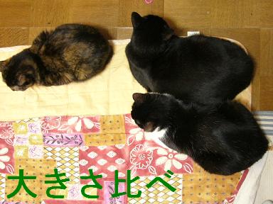 さんひきさん大きいのは？しゃお