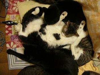 しゃおらんちゃんがやっぱりおかしい