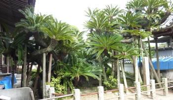 小山城1.jpg
