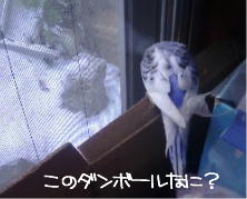 出窓１