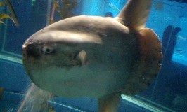 マンボウ