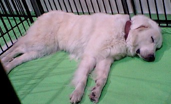 グレートピレニーズ