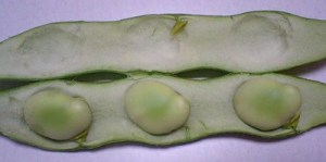 ふかふかクッション