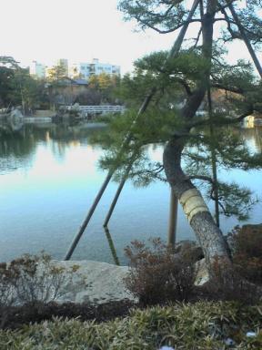 1/2徳川園の植木