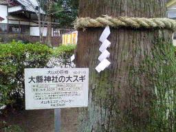 ２００７大県神社初詣、大杉樹齢３００年