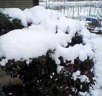 ２００７初雪　松冠雪