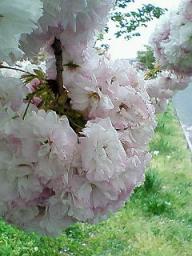 20070425八重桜 002.jpg