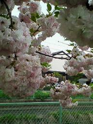 20070425八重桜