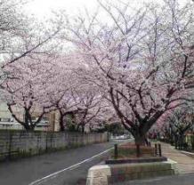 桜満開