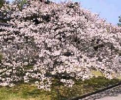おもろ桜１
