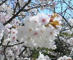 おもろ桜２