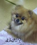 プリン３