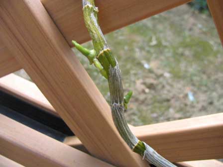 Ｄｅｎ『オリエンタルパラダイス』