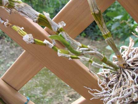 Ｄｅｎ『ヒメザクラサノック』