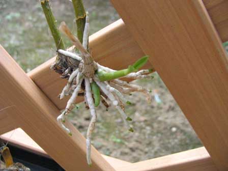 Ｄｅｎ『オリエンタルパラダイス』