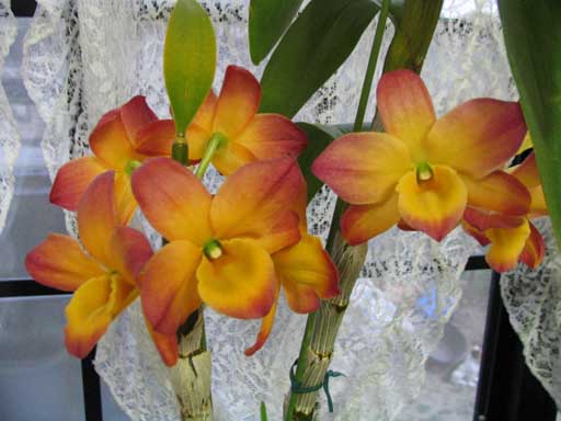 『オリエンタルスマイル・アカトンボ』