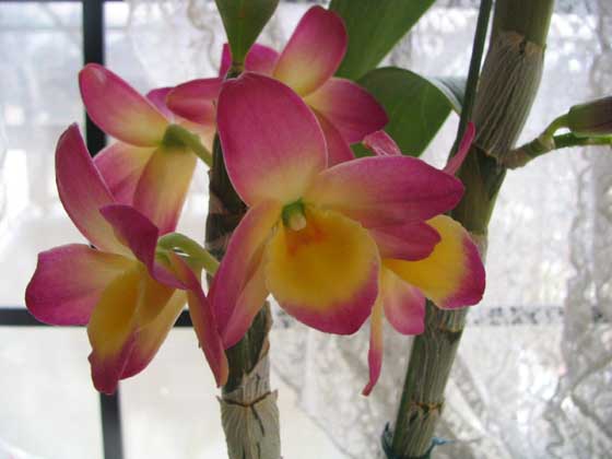 オリエンタルスマイル”アカトンボ”