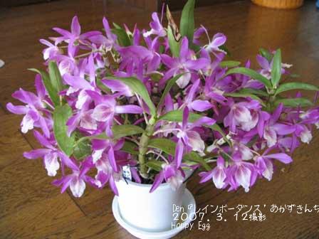 Den『レインボーダンス’あかずきんちゃん’』