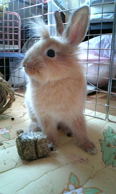 結んだたてがみ蓮くん