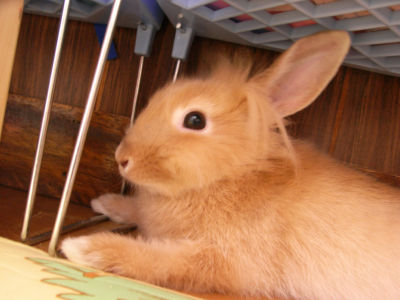 くつろぎ蓮くん２