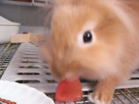 トマト蓮くん２