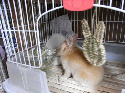 新わら入れと戦う蓮くん