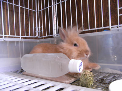 氷ペットボトルと蓮くん