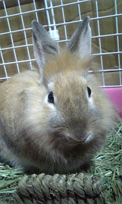 お気に入りソファー