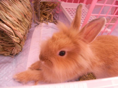 大きい手の蓮くん