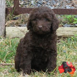 MxT S0450 Choc F 927 Sitting.jpg