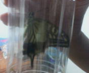 060830アゲハチョウ