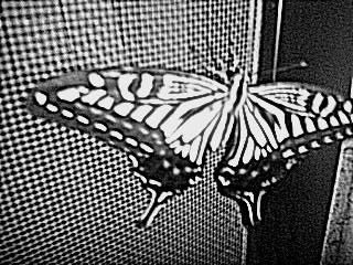 060830アゲハチョウ2