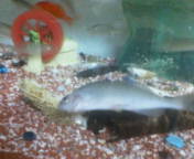 060901元気なしカネヒラ