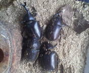 060902カブト死す