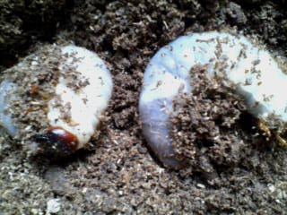 061123カブト幼虫