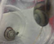 060518カタツムリ