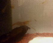 060903テナガエビ