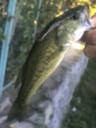 051001bass3